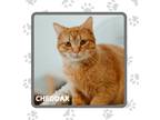 Adopt Cheddar a Domestic Shorthair / Mixed (short coat) cat in Elbow Lake