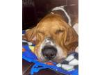 Adopt Pablo a Tricolor (Tan/Brown & Black & White) Treeing Walker Coonhound /