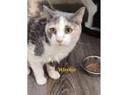 Adopt Winnie a Domestic Shorthair / Mixed (short coat) cat in Cedar Rapids