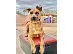 Adopt Kira- Pending a Red/Golden/Orange/Chestnut - with Black Belgian Malinois /