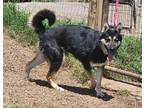 Adopt Apache a Black - with Tan, Yellow or Fawn German Shepherd Dog / Mixed dog