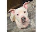 Adopt Nonna Jean a Tricolor (Tan/Brown & Black & White) Pit Bull Terrier / Mixed