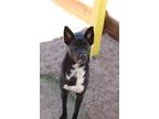 Adopt Binx ***RESCUE CENTER a Black - with White Australian Shepherd / Pointer