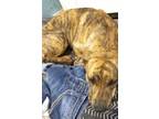 Adopt V Pups a Brindle - with White Hound (Unknown Type) / Pit Bull Terrier /