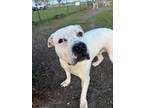 Adopt Tucker a White - with Black American Staffordshire Terrier / Mixed dog in