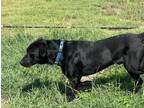 Adopt Patrick a Black Labrador Retriever / Mixed dog in Temple, TX (40603026)