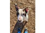 Adopt Mr. Slim a Black - with White Pit Bull Terrier / Mixed dog in Temple