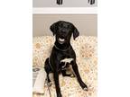 Adopt Coal a Black - with White Labrador Retriever / Mixed dog in Loogootee