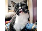 Adopt Casio a Turkish Van cat in Knoxville, TN (40504236)