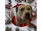 Adopt vincent a White - with Brown or Chocolate Dalmatian / Mixed dog in Marion