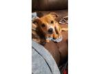 Adopt Jambalaya a Red/Golden/Orange/Chestnut Chiweenie / Mixed dog in Valdosta