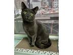 Adopt Leela a Gray or Blue Russian Blue (short coat) cat in New York