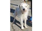 Adopt Rascal a Tricolor (Tan/Brown & Black & White) Jack Russell Terrier / Mixed