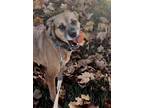 Adopt Sadie a Brown/Chocolate Boxer / Mutt / Mixed dog in Franklin