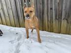 Adopt Browny a Tan/Yellow/Fawn American Pit Bull Terrier / Mixed Breed (Large) /
