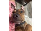 Adopt THE MARVELOUS MISS MAYA a Tricolor (Tan/Brown & Black & White) Shar Pei /