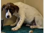 Adopt Braylon a White Bernese Mountain Dog / Mixed Breed (Medium) / Mixed (short
