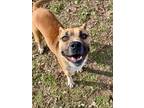 Adopt Roxy a Red/Golden/Orange/Chestnut Boxer / Mixed Breed (Medium) / Mixed