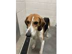 Adopt Gary a White Hound (Unknown Type) / Mixed Breed (Medium) / Mixed (short