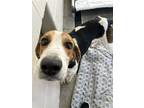 Adopt James a White Hound (Unknown Type) / Mixed Breed (Medium) / Mixed (short