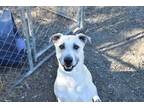 Adopt Bella a Brindle Labrador Retriever / Mixed Breed (Medium) / Mixed (short