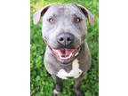Adopt Smoke a Black Mixed Breed (Small) / Mixed Breed (Medium) / Mixed (short