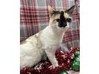 Adopt Mina-Felk+ a Cream or Ivory Siamese / Mixed Breed (Medium) / Mixed (short