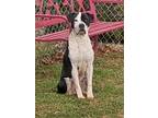 Adopt Cash a Black Mixed Breed (Small) / Mixed Breed (Medium) / Mixed (short