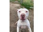 Adopt Zarina a White Mixed Breed (Small) / Mixed Breed (Medium) / Mixed (short