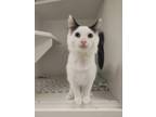 Adopt Leslie a White Domestic Longhair / Mixed Breed (Medium) / Mixed (short