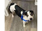 Adopt Leo a Black Beagle / Mixed Breed (Medium) / Mixed (short coat) dog in