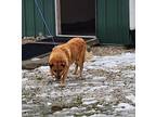 Adopt Jake a Brindle Mixed Breed (Small) / Mixed Breed (Medium) / Mixed (short