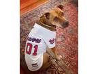 Adopt Willa a Brown/Chocolate American Pit Bull Terrier / Mixed dog in