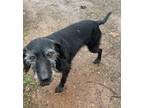 Adopt Molly (sweet senior) a Black - with Gray or Silver Irish Wolfhound / Mixed