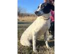 Adopt Joker a Australian Cattle Dog / Mixed dog in Batesville, AR (40598898)