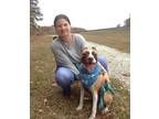 Adopt Bean a Brown/Chocolate - with Tan Shepherd (Unknown Type) / Akita / Mixed
