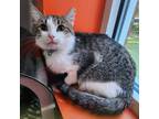 Adopt Buddy a Gray or Blue (Mostly) Domestic Mediumhair / Mixed (medium coat)