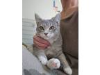 Adopt Kobe a Gray, Blue or Silver Tabby Domestic Shorthair (short coat) cat in