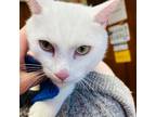 Adopt Peter a White Domestic Shorthair (short coat) cat in Greensboro