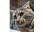 Adopt Pumpernickel a Tortoiseshell Domestic Shorthair / Mixed (short coat) cat