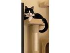 Adopt Alice a Black & White or Tuxedo Domestic Mediumhair / Mixed (medium coat)