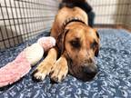 Adopt Jackson a Tan/Yellow/Fawn Great Dane / Mixed dog in Iron Station
