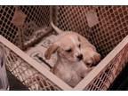 Adopt Heron a Tan/Yellow/Fawn - with White Boxer / Cocker Spaniel / Mixed dog in