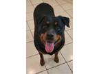 Adopt Xena a Brown/Chocolate - with Black Rottweiler / Mixed dog in Gilbert