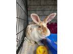 Adopt Bess a Rex / Mixed rabbit in Kingston, NY (40596771)