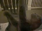 Adopt Hollywood a Gray or Blue Russian Blue / Mixed (short coat) cat in Decatur