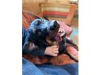 Adopt Trooper a Black - with Brown, Red, Golden, Orange or Chestnut Rottweiler /