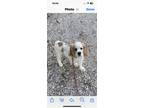 Adopt Kalvin a White - with Tan, Yellow or Fawn Cocker Spaniel / Mixed dog in
