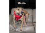 Adopt Becca a Tan/Yellow/Fawn Pit Bull Terrier / Mixed dog in Colorado springs