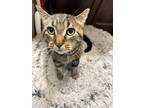 Adopt Slash (Sponsored Fee) a Brown Tabby Domestic Shorthair (short coat) cat in